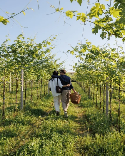 Picnic d'Autore in vigneto: l'Essenza del Lago di Garda a Lazise 1